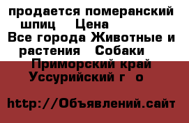 продается померанский шпиц  › Цена ­ 35 000 - Все города Животные и растения » Собаки   . Приморский край,Уссурийский г. о. 